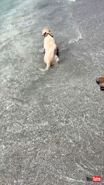 海を満喫する犬