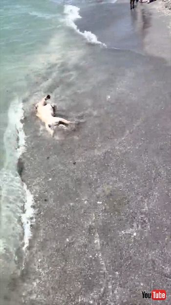 海を満喫する犬