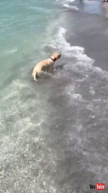 海を満喫する犬