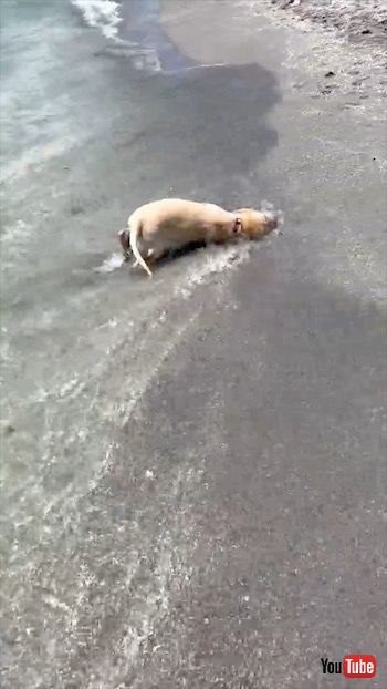 海を満喫する犬