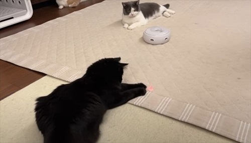 ポインターの光で抑える猫