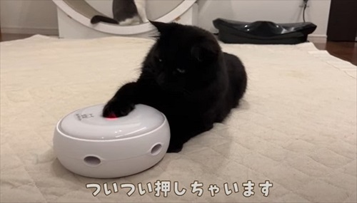 ボタンを押す猫