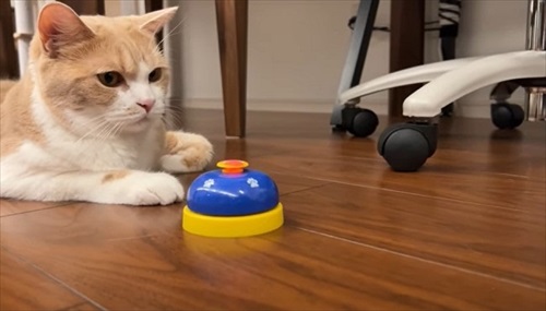 ベルを見つめる猫