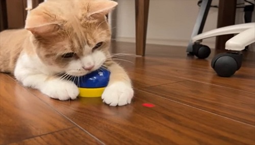 ベルを抱える猫