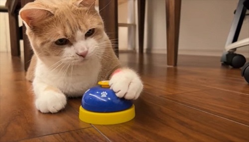 ベルを鳴らす猫