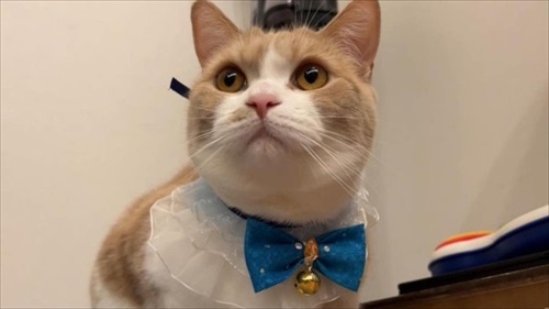 誕生日を祝われる猫