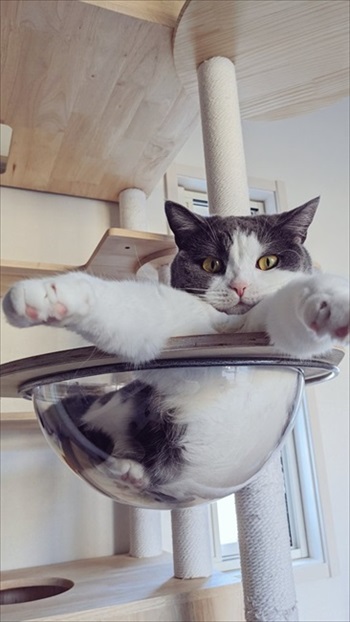 キャットタワーでくつろぐ猫