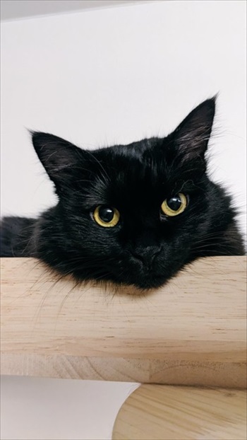 目がくりくりな猫