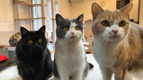 おやつを待つ猫