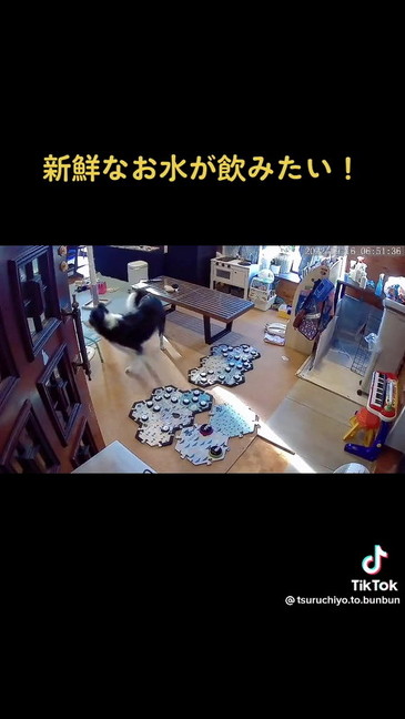 ボタンのところに来たボーダーコリー