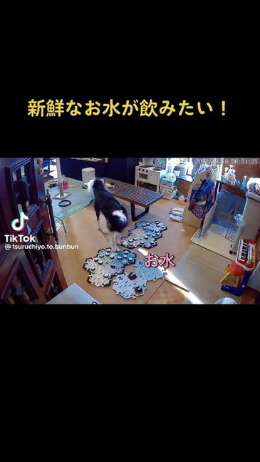 お水のボタンを押すボーダーコリー