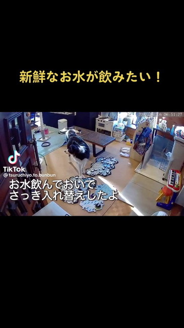 飼い主の声を聞くボーダーコリー