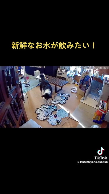 今のボタンを押すボーダーコリー