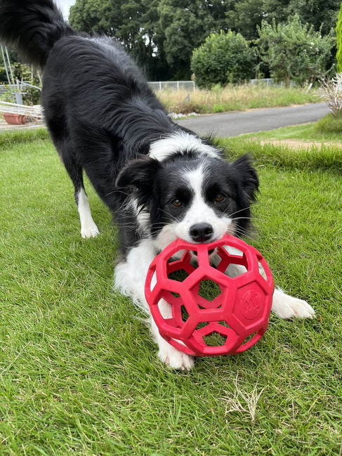 ボールを持つボーダーコリー