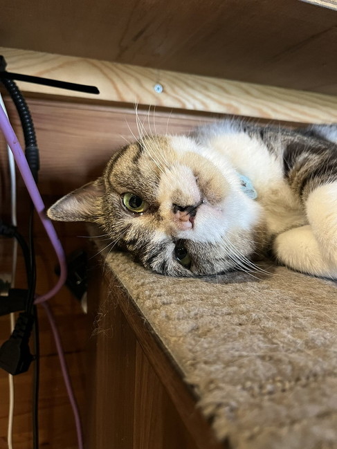 キジ白猫のブンブン丸さん