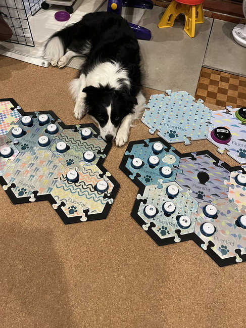 すねるボーダーコリー