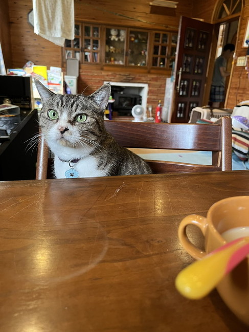 ボタン押すボーダーコリー