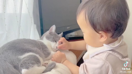 猫のししゃもさん