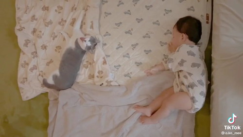 赤ちゃんと猫の遊ぶ姿