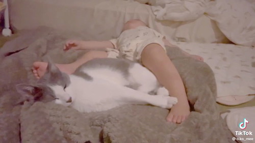 赤ちゃんと猫の寝る姿