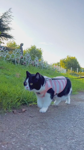 お出かけする猫