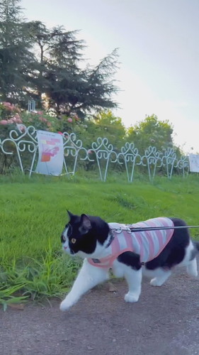 お出かけする猫