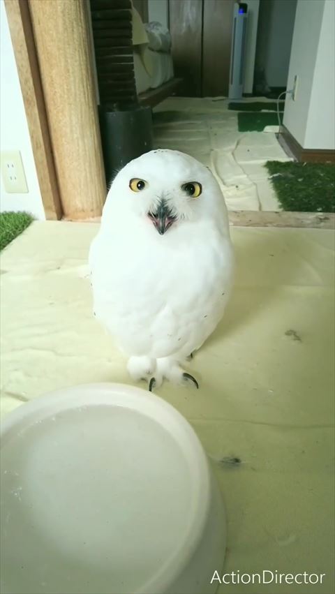 口をあけているフクロウ