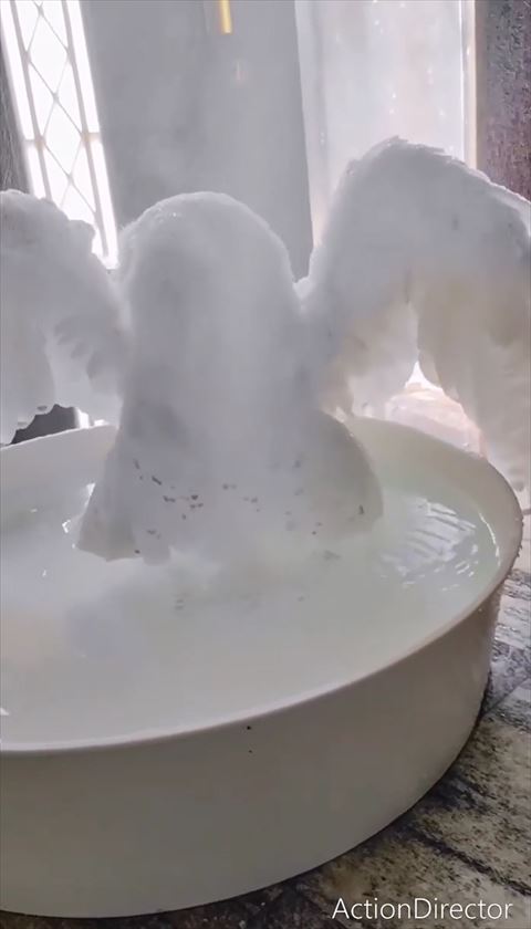 首が後ろむいて翼広げているフクロウ