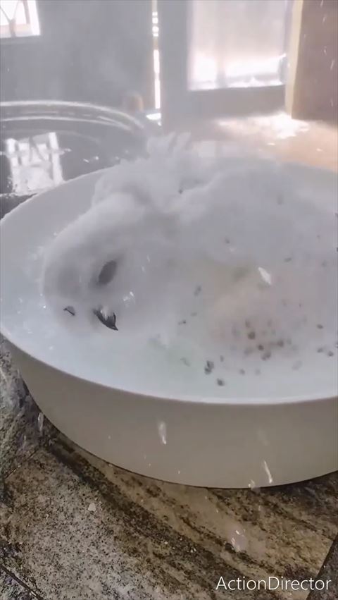 顔も水浴びするフクロウ