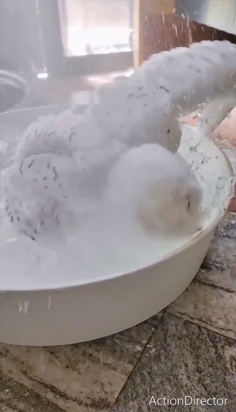 左の翼広げて顔水浴びするフクロウ