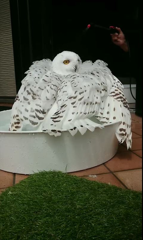 庭で水浴びしてカメラ目線なフクロウ