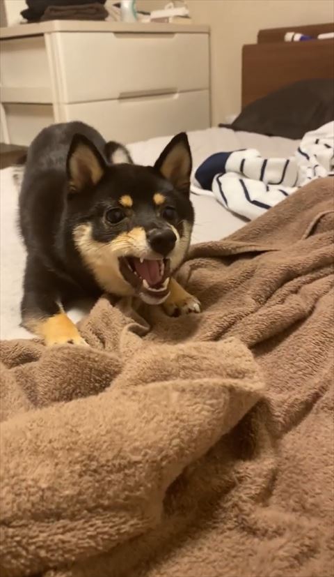 口をあけている柴犬