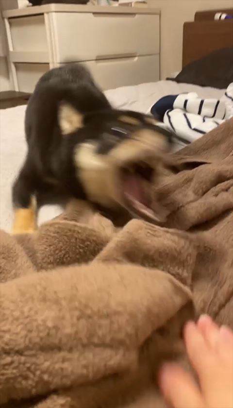 突撃している犬