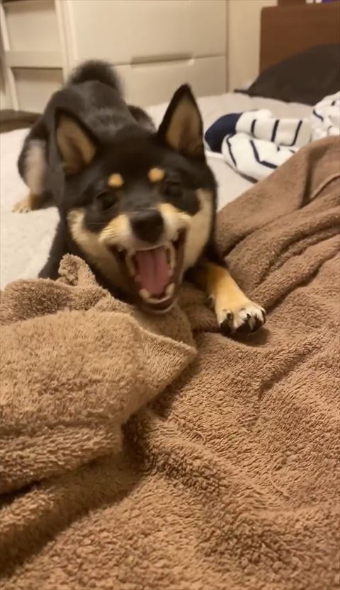 口を大きくあけている柴犬