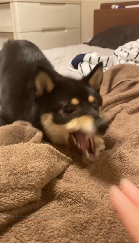 手をかもうとしている犬