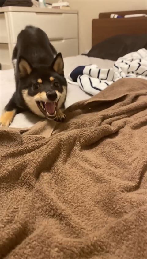 遠くで狙いを定めている犬