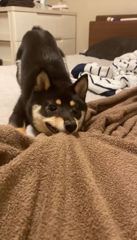 布団かんでいる犬