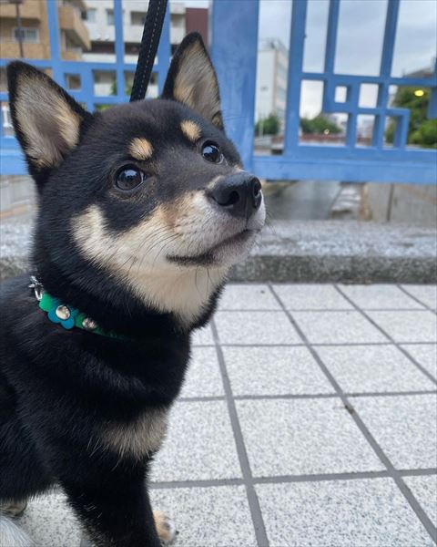 散歩中の犬