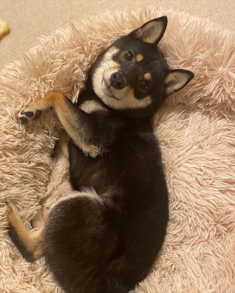 ベッドで寝転がる犬