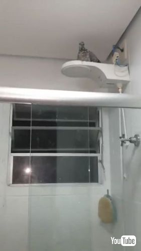 バスルームに巣をつくったハト