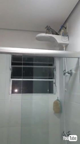 バスルームに巣をつくったハト