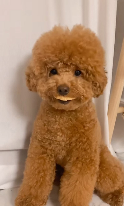 おやつをくわえる犬