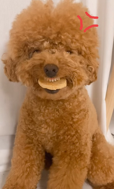 怒りマークがつく犬