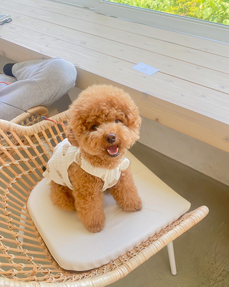 椅子の上でにこにこな犬