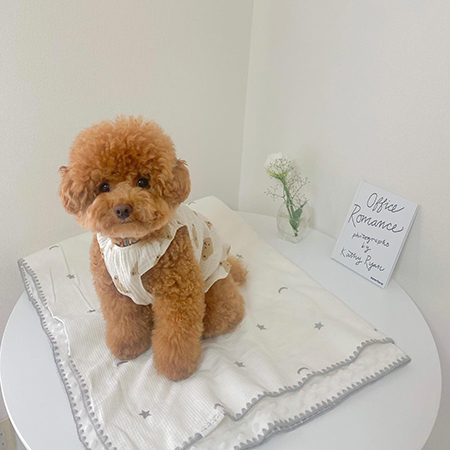 モデルになっている犬