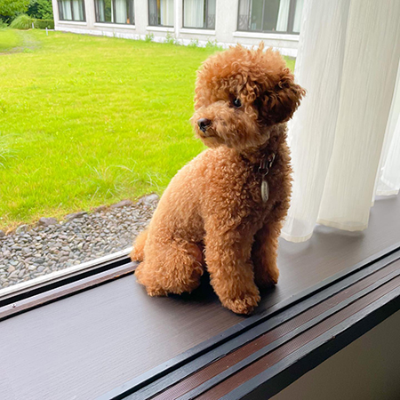 窓際でたたずむ犬