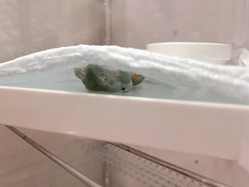 布団の下で眠るカエル