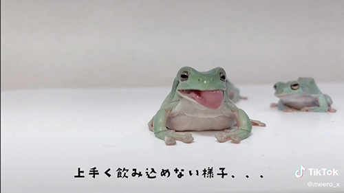 うまく飲み込めないカエル
