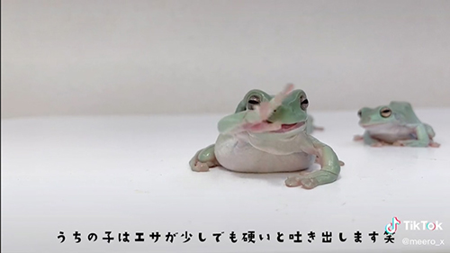 吐き出すカエル