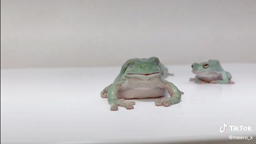 カエルが飲み込んだところ